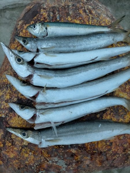 アカカマス好釣！