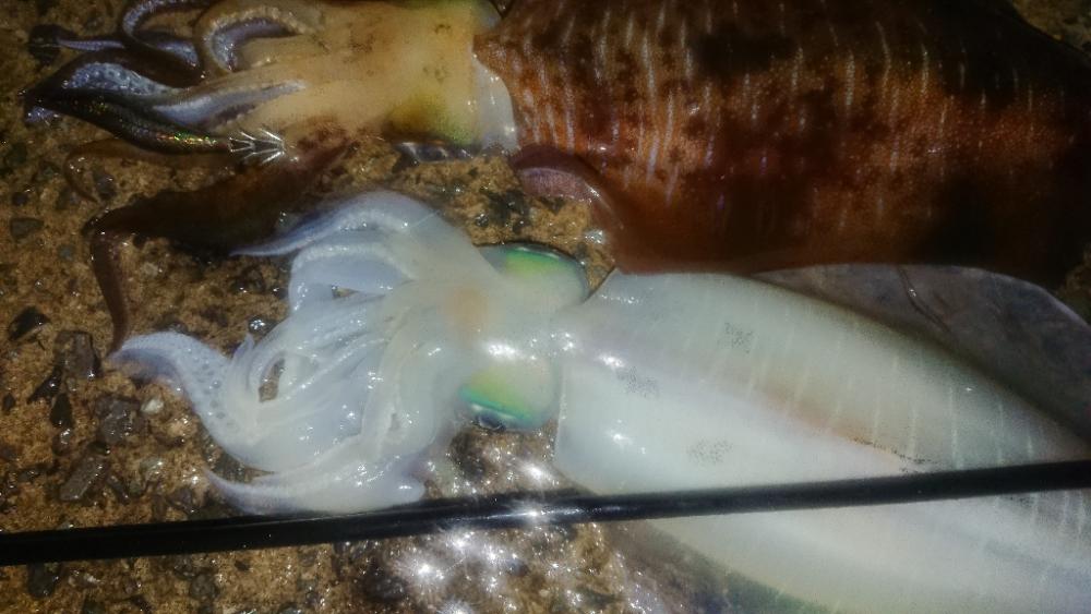 夜雨エギングIN対馬