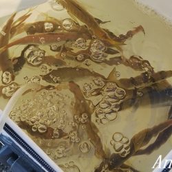 超短い時合いを攻略してアジゲット！