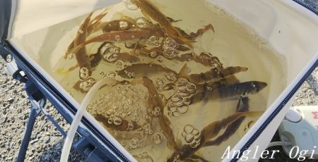 超短い時合いを攻略してアジゲット！