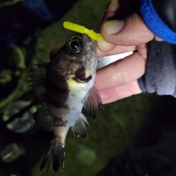 初釣りINN淡路島