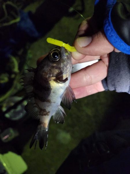 初釣りINN淡路島