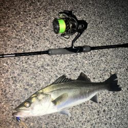 円山川シーバス