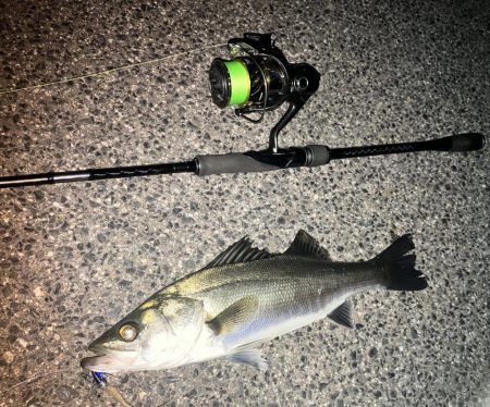 円山川シーバス