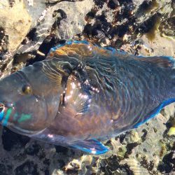 和歌山市江（吉丸渡船）で磯フカセ