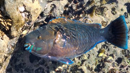 和歌山市江（吉丸渡船）で磯フカセ