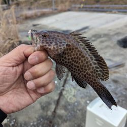 陸っぱり釣行記