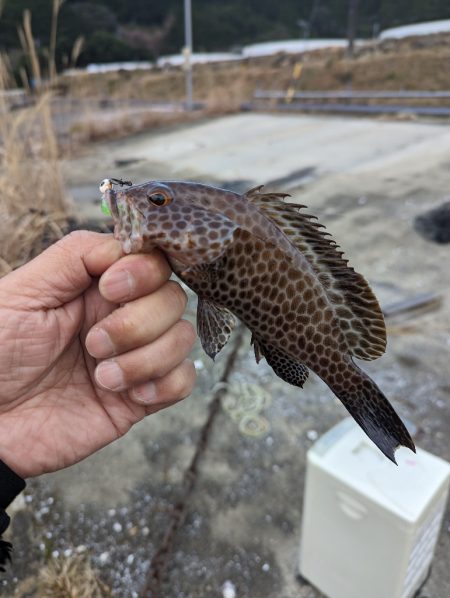陸っぱり釣行記