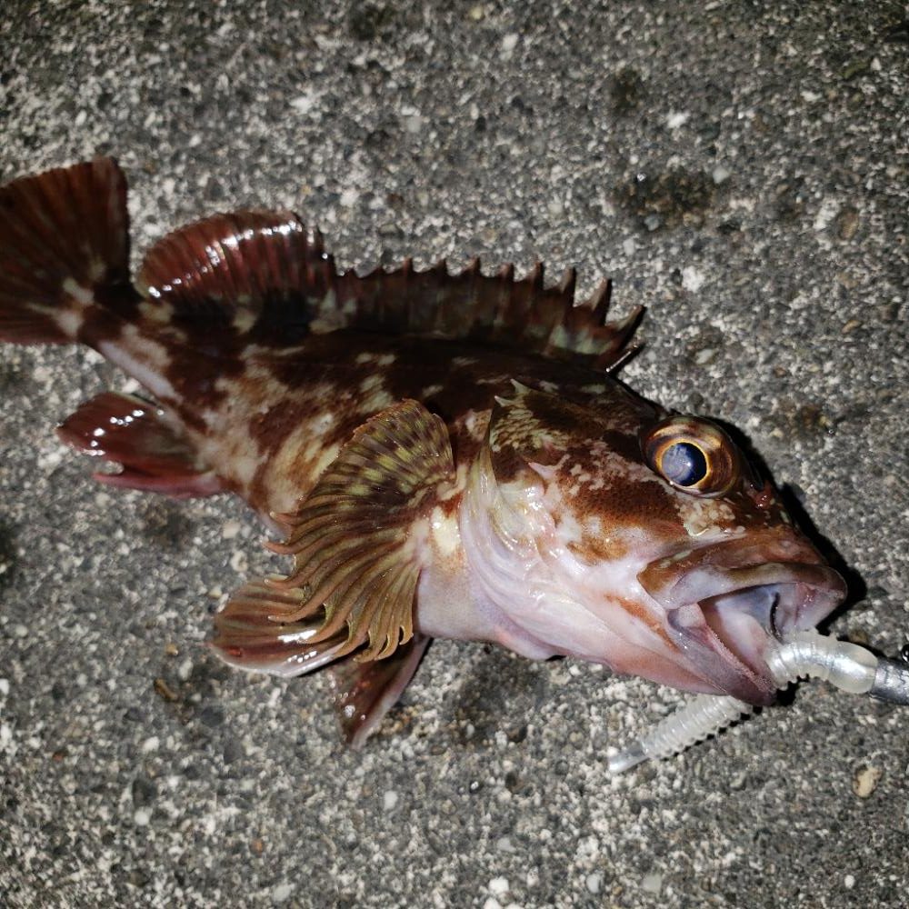 あけおめガシラ君！