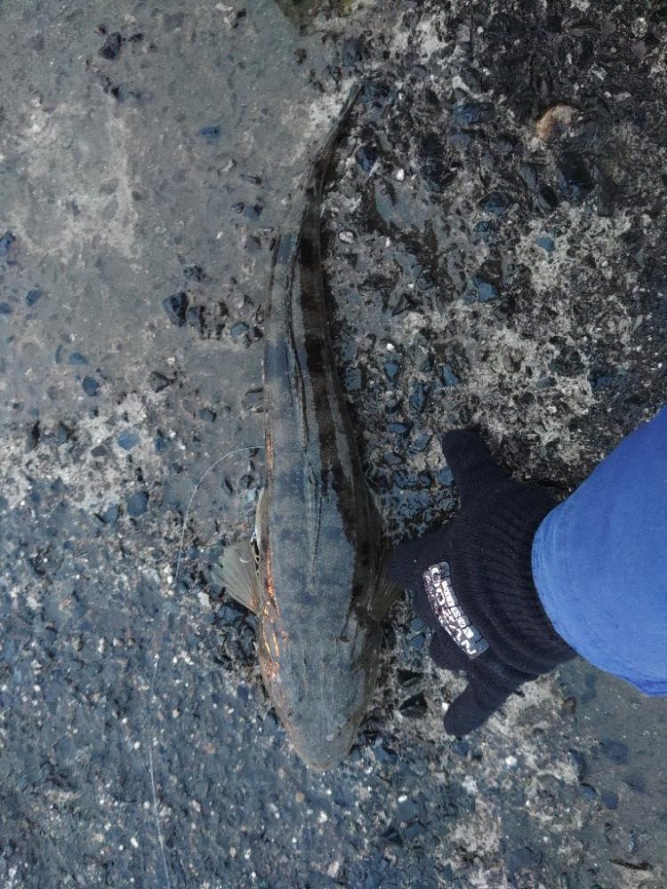 新年も安定のま○○