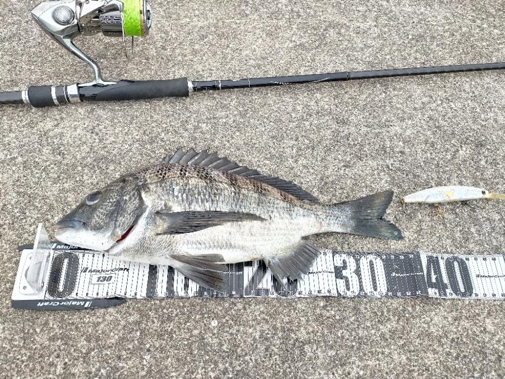 セットアッパーでチヌ