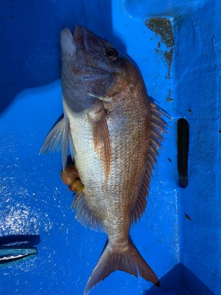 一つテンヤ、SLJ