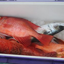 キントキ、鬼カサゴ