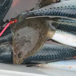 サバ　入れ食いクーラー満杯(^_-)-☆