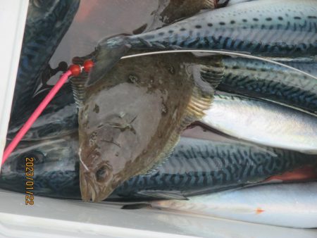 サバ　入れ食いクーラー満杯(^_-)-☆