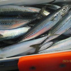 サバ　62匹　クーラー満タン(^_-)-☆