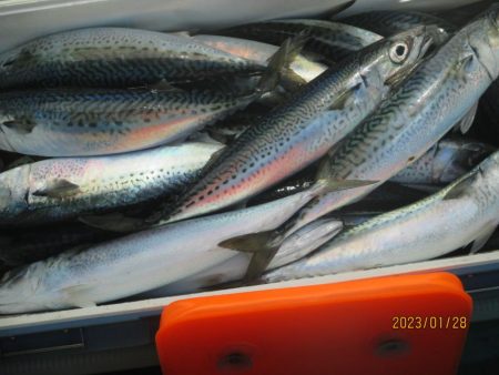 サバ　62匹　クーラー満タン(^_-)-☆