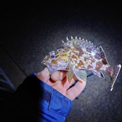 サゴシが釣れません