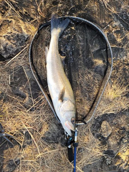 コノシロパターン