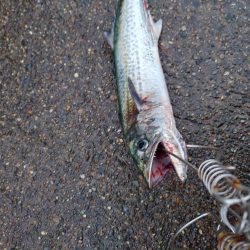 久しぶりのサゴシ