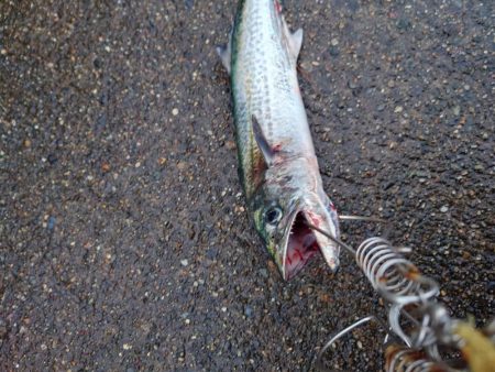 久しぶりのサゴシ