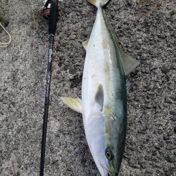 １ヶ月ぶりの鰤ならず