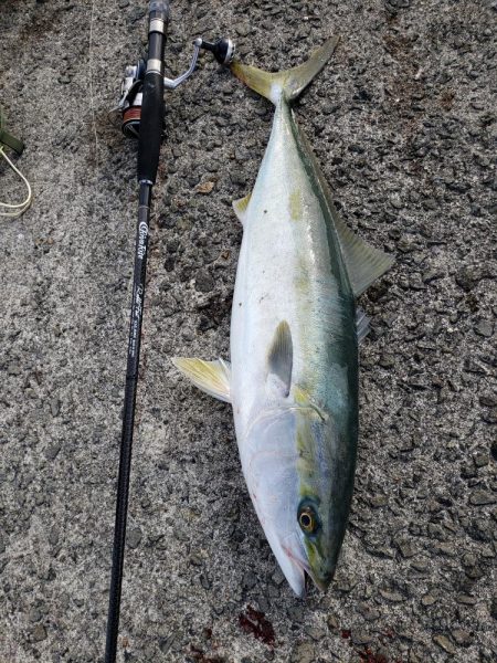 １ヶ月ぶりの鰤ならず