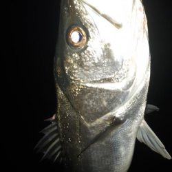 今年初シーバス。