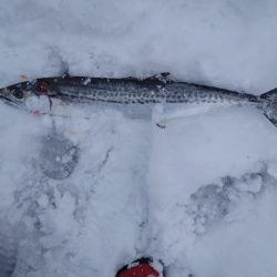 宮津まだサゴシいます