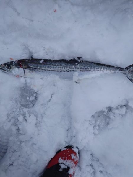 宮津まだサゴシいます