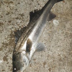 深夜から朝にかけて