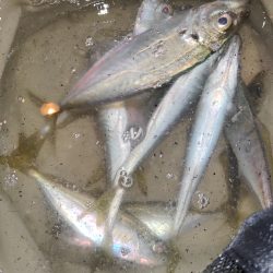 なんとか出来そう