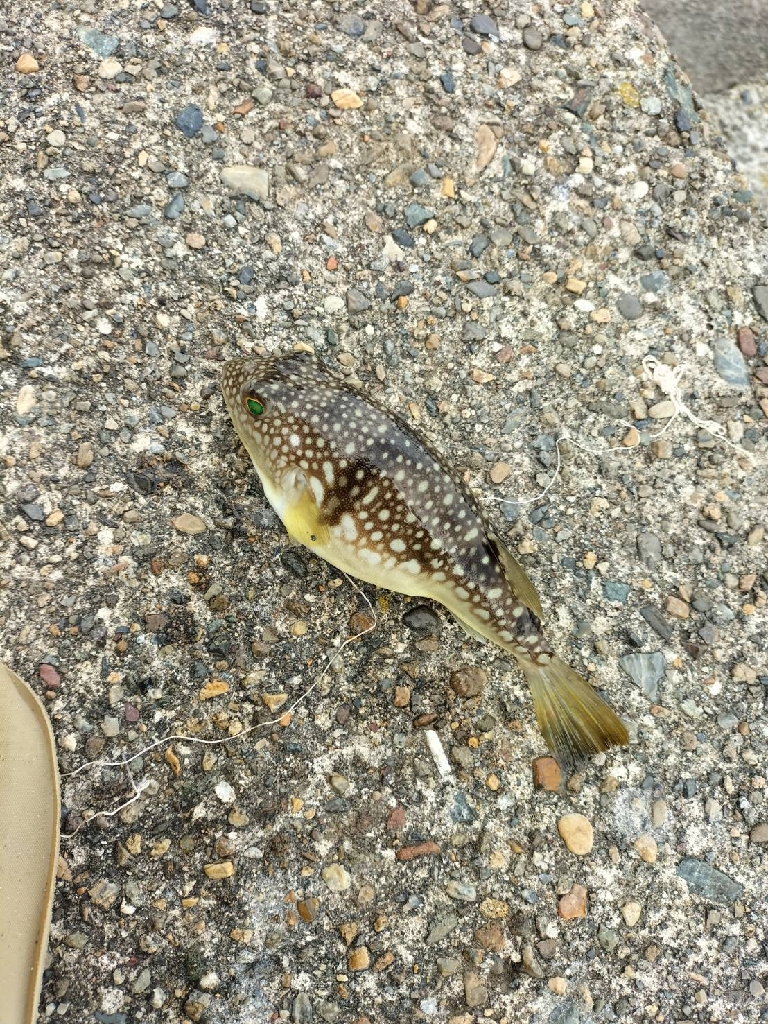 アジングも渋い