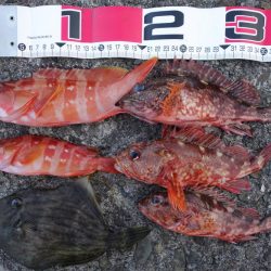 磯渡しデビュー戦