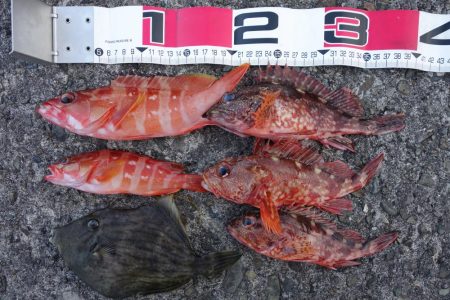 磯渡しデビュー戦