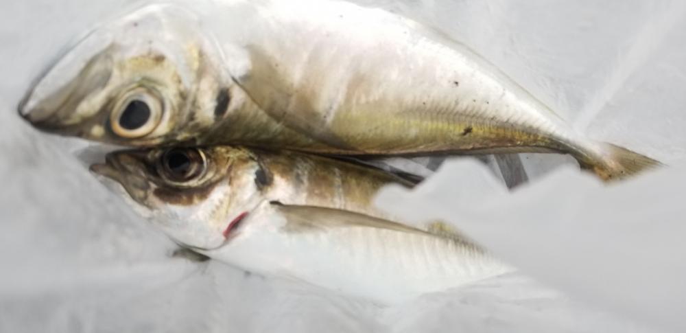 アジング 今回も尺あり