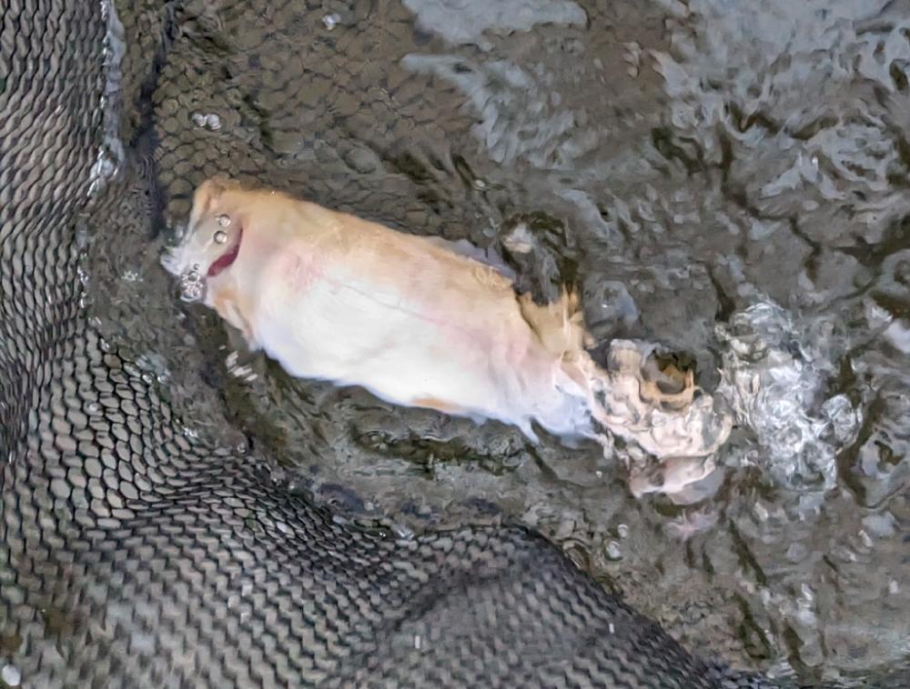 足柄キャスティングエリアで釣り納め