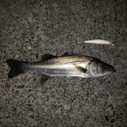 ご無沙汰スズキさん！