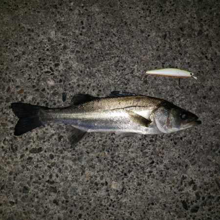 ご無沙汰スズキさん！