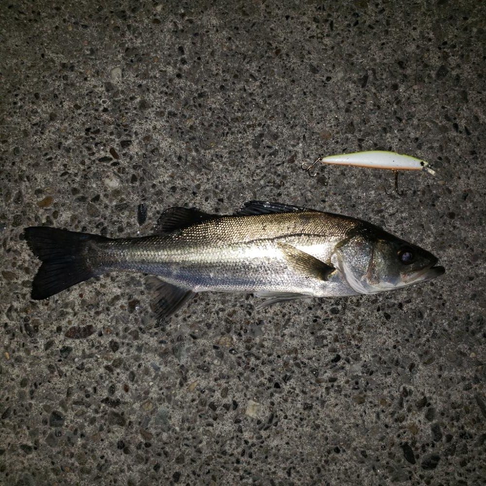 ご無沙汰スズキさん！