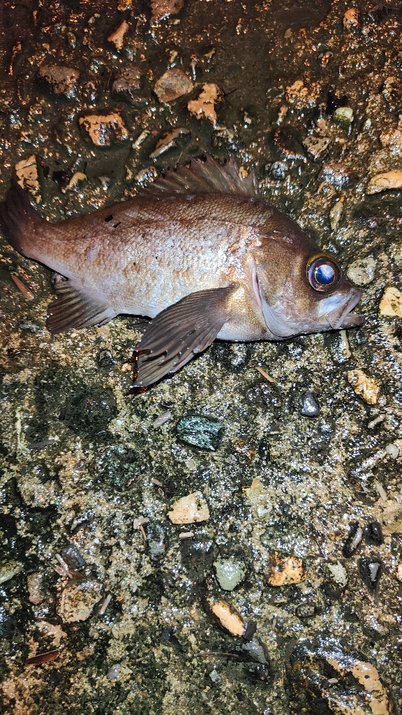 あやしい天気ですが