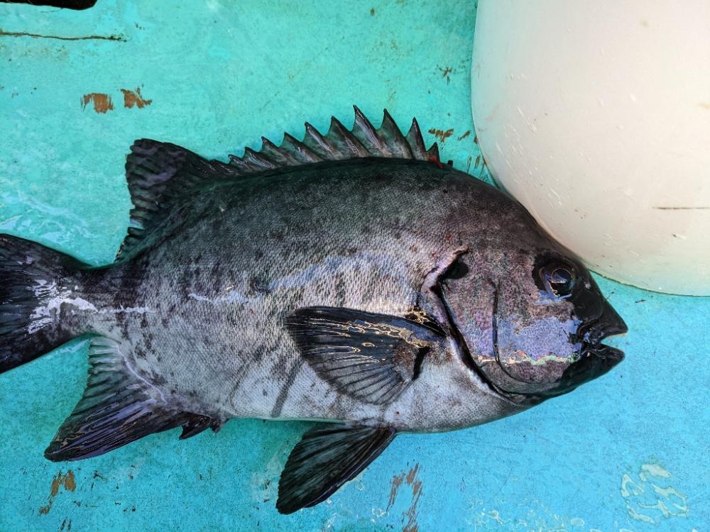 新年初釣行・初魚種ゲット( *´艸`)