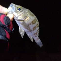 初釣りの次の日