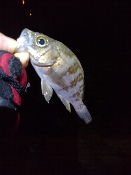 初釣りの次の日
