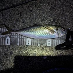 陸っぱり釣行記