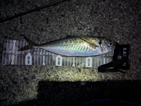 陸っぱり釣行記