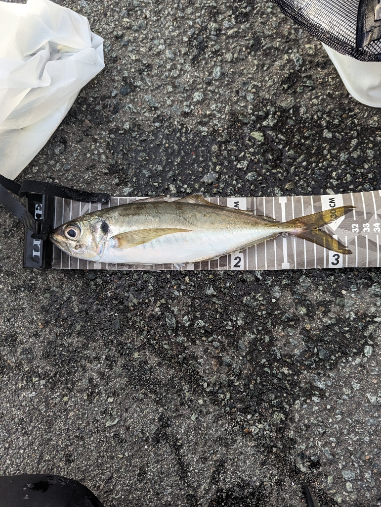 陸っぱり釣行記