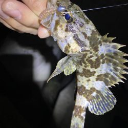 初釣りはメバリング