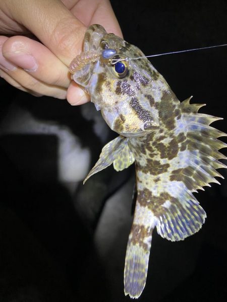 初釣りはメバリング