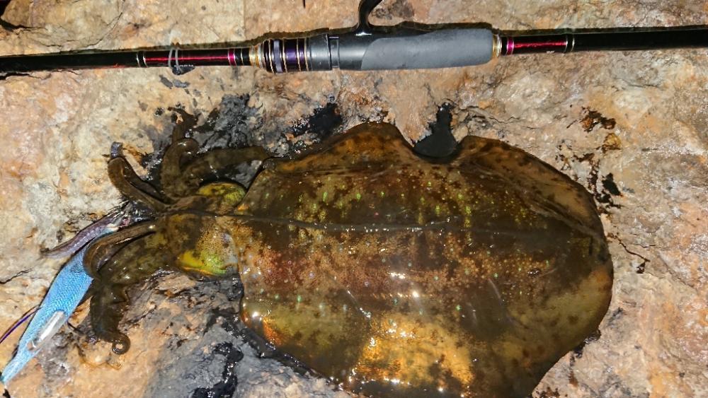 強風エギングIN対馬